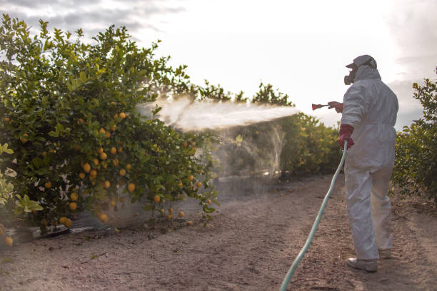 Best Termite Control Services  in Eagle Crest, OR